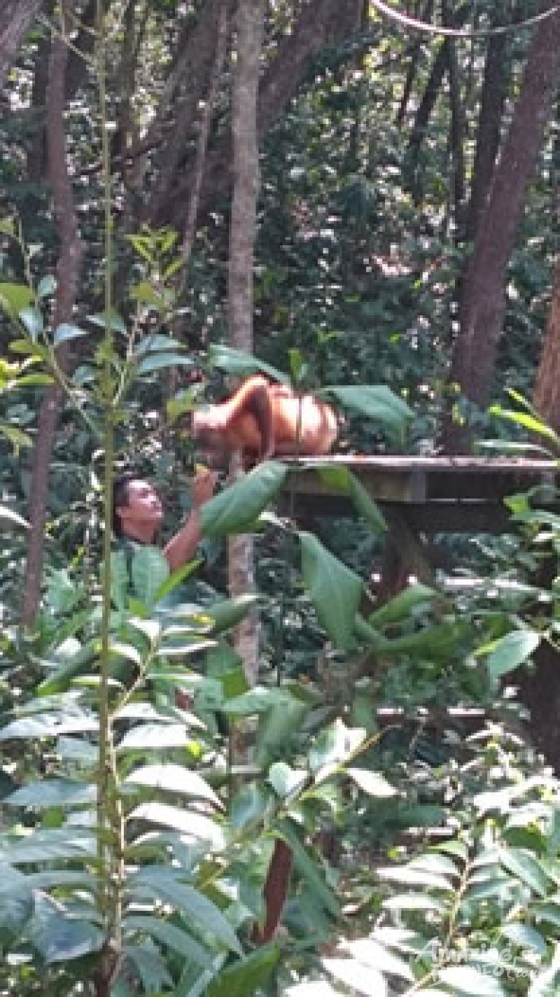 An encounter with the delightful orang utan